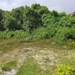 My Durian Orchard