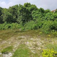 My Durian Orchard ico