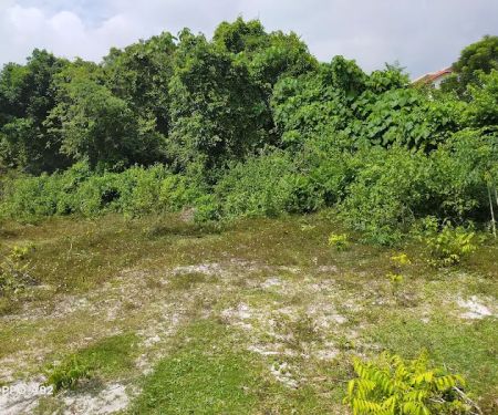 My Durian Orchard