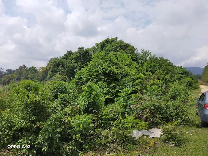 My Durian Orchard Picture 5