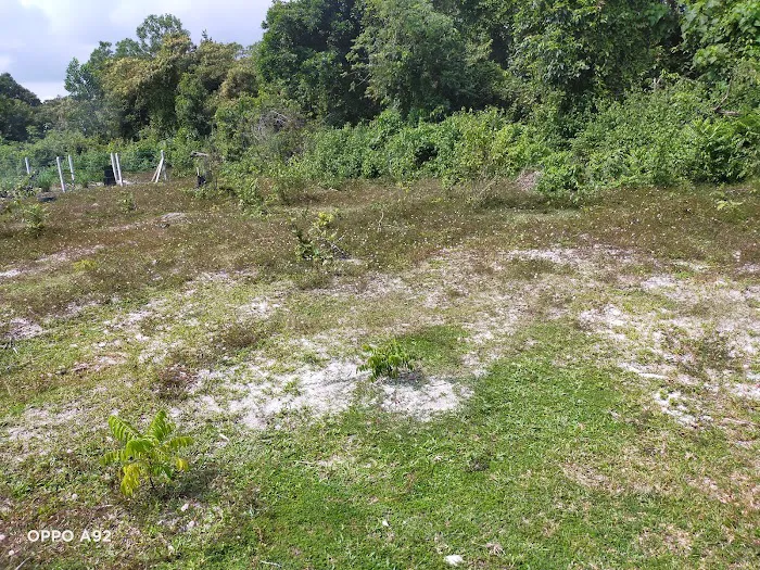 My Durian Orchard Picture 8