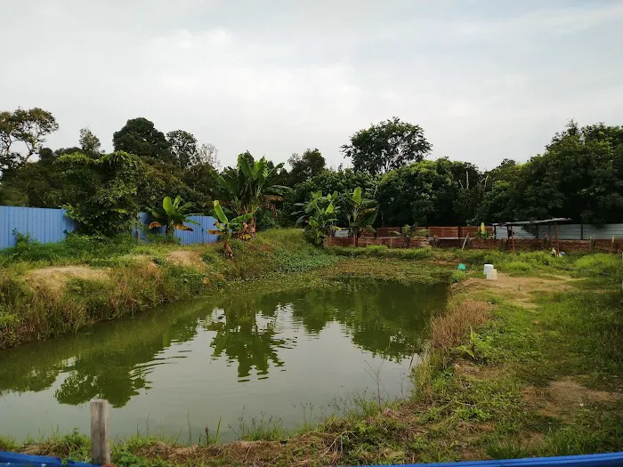 My Durian Orchard Picture 7