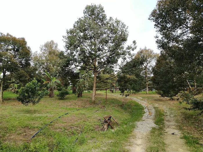 My Durian Orchard Picture 3
