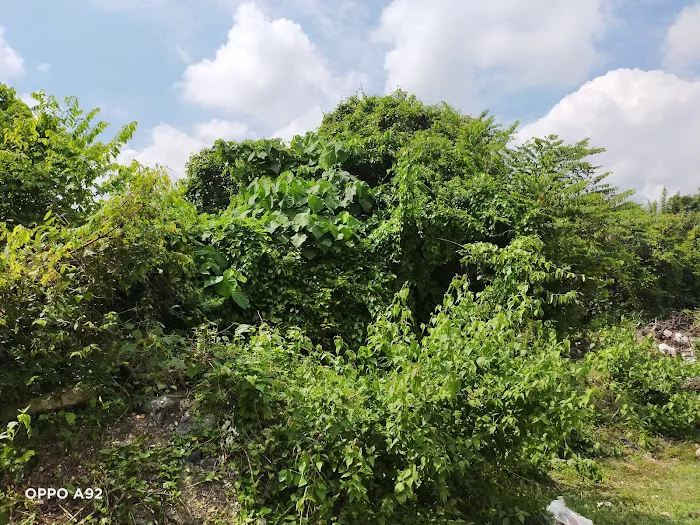 My Durian Orchard Picture 4