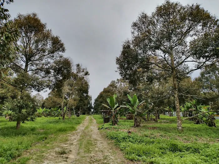 My Durian Orchard Picture 10