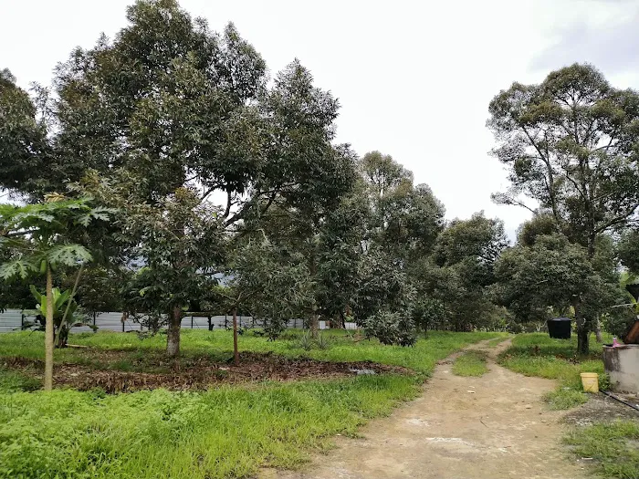 My Durian Orchard Picture 9