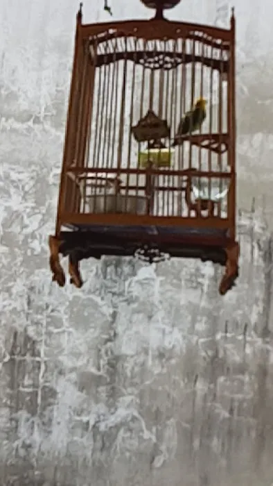 Asma Corner Picture 5