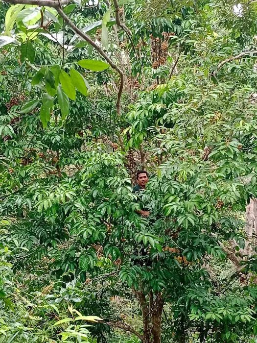 Kaki Bukit Pdg. Kemunting Picture 6