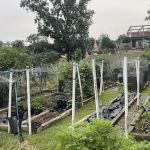 Kebun Komuniti BK4/8