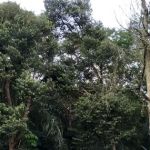 Bukit Serdang Trail | Taman Universiti Indah Entrance