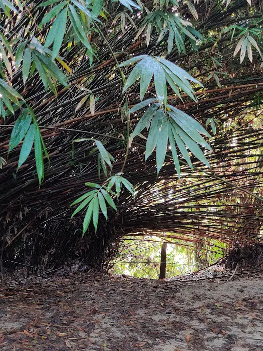 Bamboo Canopy Picture 6