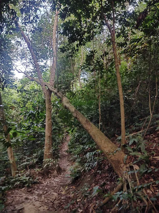 Bamboo Canopy Picture 4