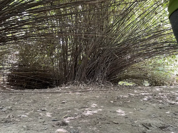 Bamboo Canopy Picture 2
