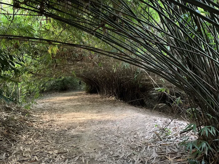Bamboo Canopy Picture 1