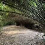 Bamboo Canopy