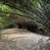 Bamboo Canopy ico