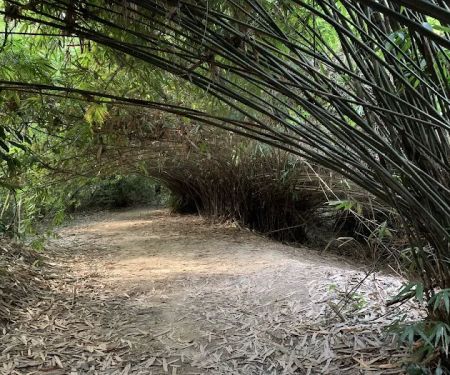 Bamboo Canopy
