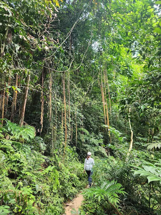 Bamboo Canopy Picture 7