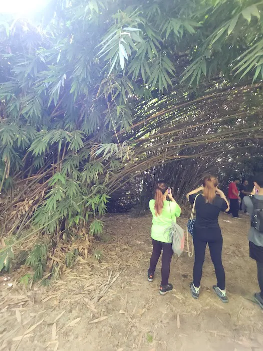 Bamboo Canopy Picture 9