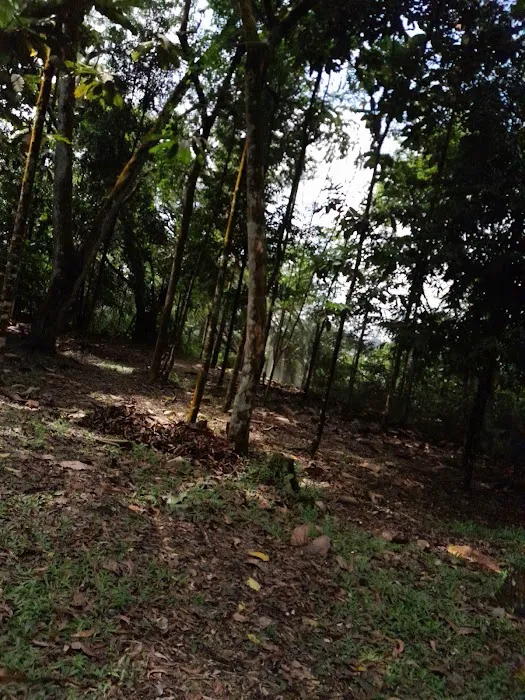 Fencing Kiara hill Picture 2