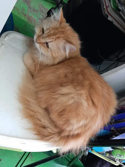 MyPetShop.my Picture 6