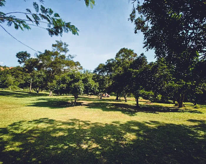 The Orchard Picture 9