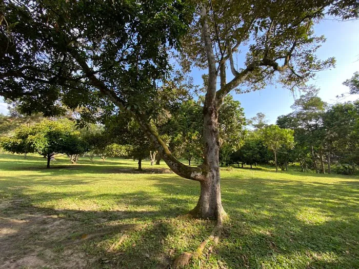 The Orchard Picture 8
