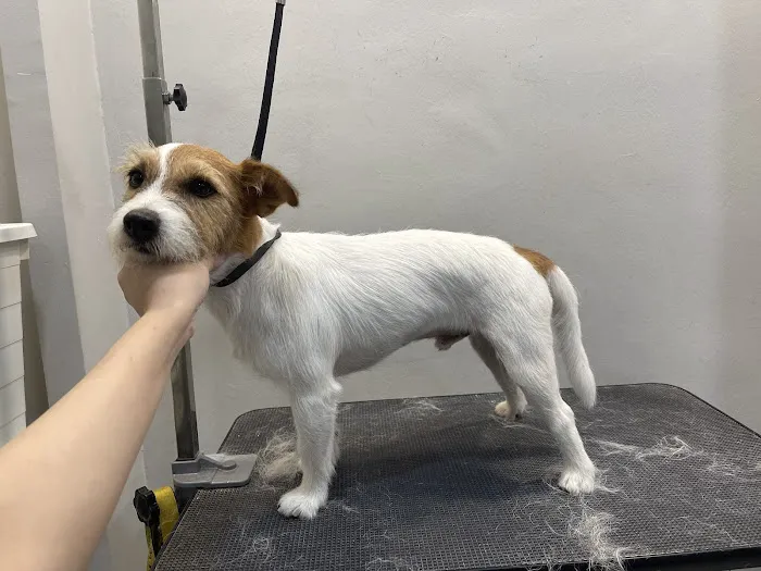 Oh My Dog Pets Salon Picture 2