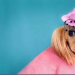 Oh My Dog Pets Salon