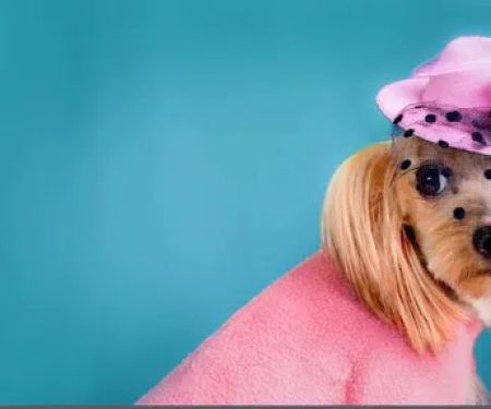 Oh My Dog Pets Salon