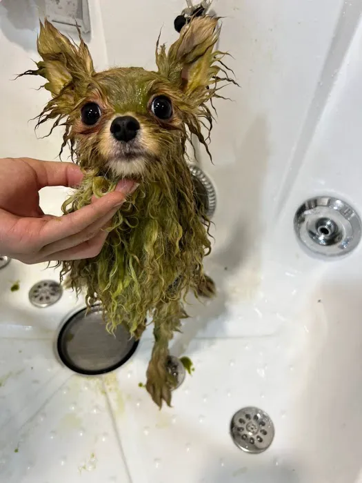 Oh My Dog Pets Salon Picture 6