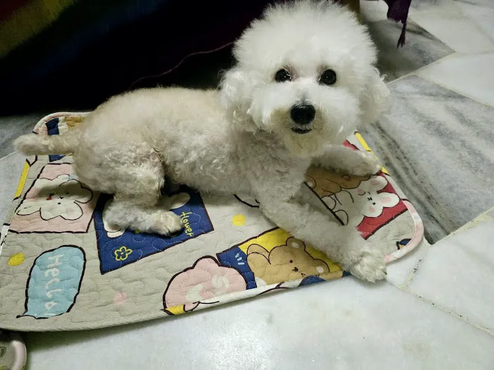 Oh My Dog Pets Salon Picture 4