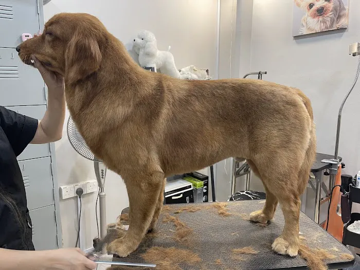Oh My Dog Pets Salon Picture 9