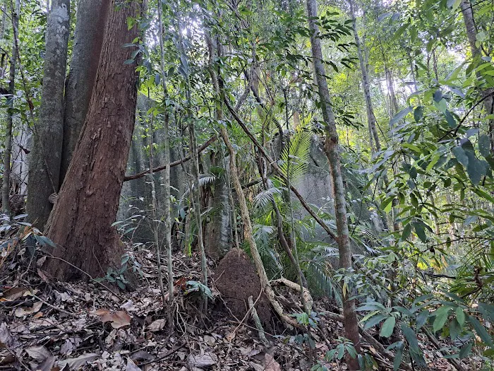 Starting Trail Bukit Tokki Picture 4