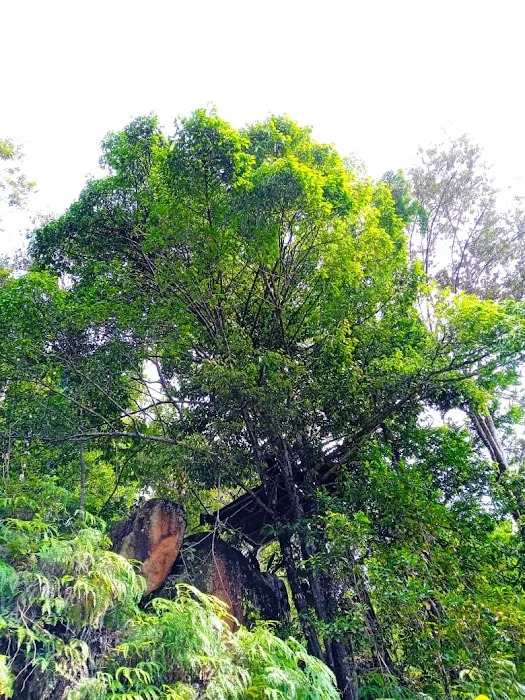 Free Stay - Pelindung overnight tree platform Picture 9