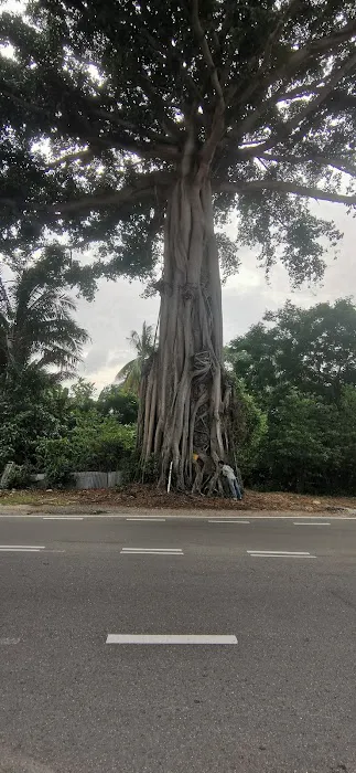 A giant tree Picture 2