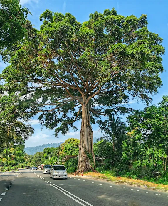 A giant tree Picture 3
