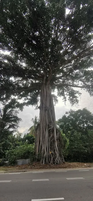 A giant tree Picture 1