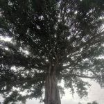 A giant tree