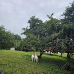 Pelindung Beach Trail