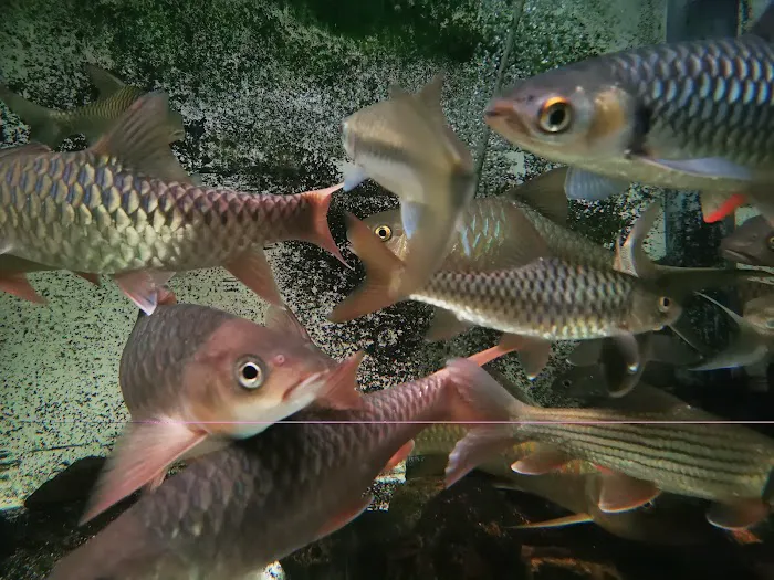 MSMS Aquatic Picture 1