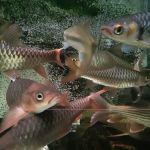 MSMS Aquatic
