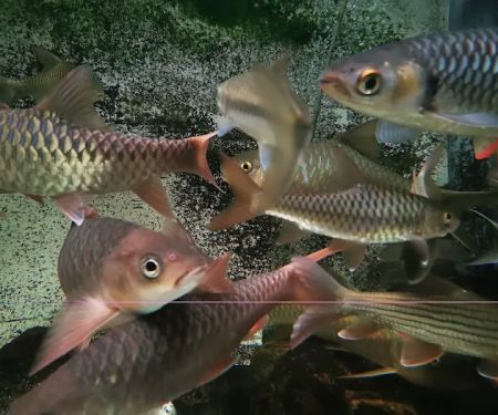 MSMS Aquatic