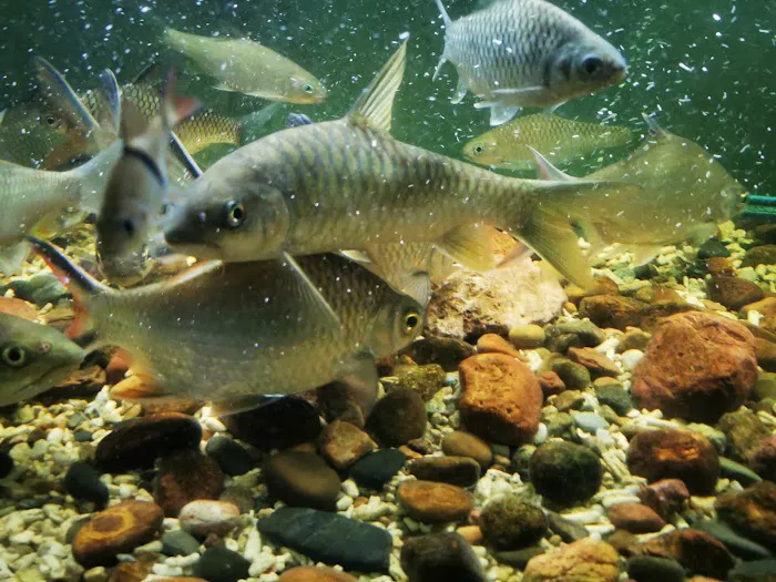 MSMS Aquatic Picture 7