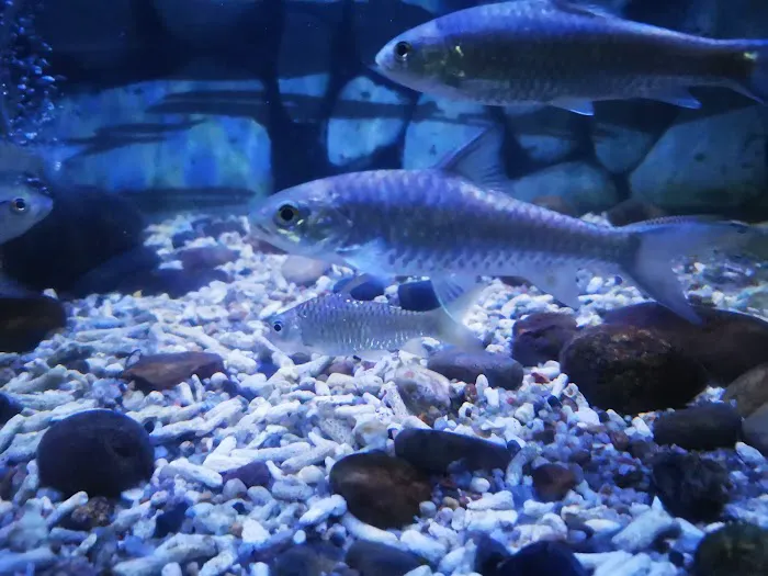 MSMS Aquatic Picture 4