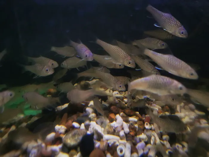 MSMS Aquatic Picture 5