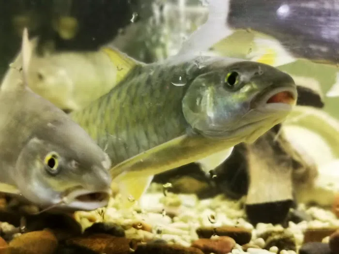 MSMS Aquatic Picture 10