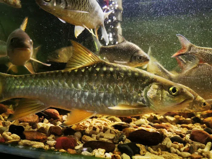 MSMS Aquatic Picture 9