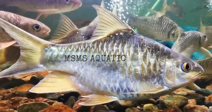 MSMS Aquatic Picture 8