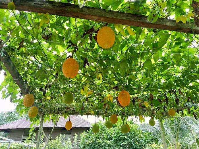 Teluk Intan Fruit Farm Picture 8